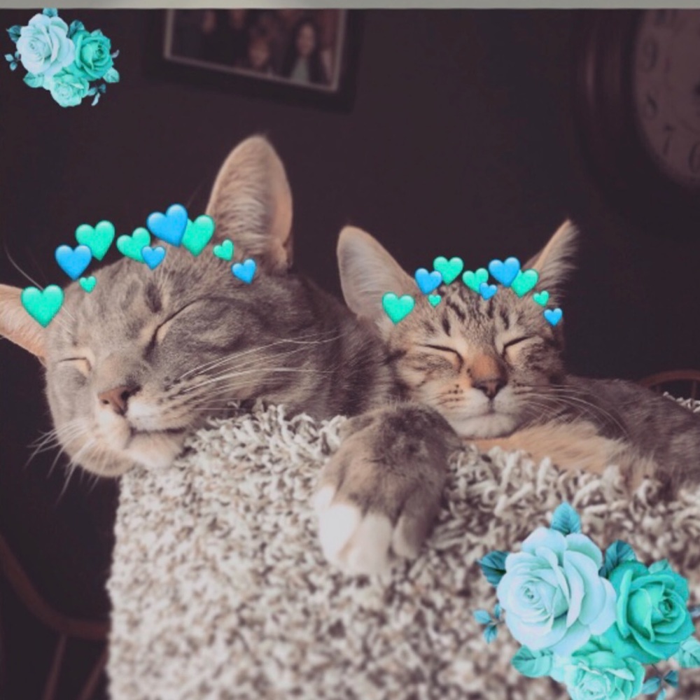 Meet your Posher, Taylor